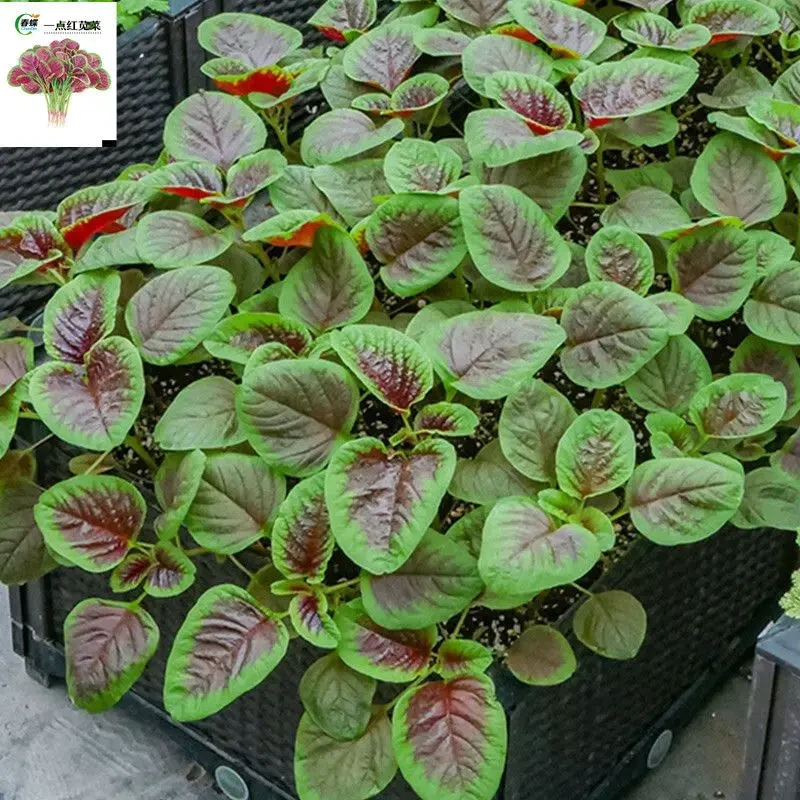 一点红苋菜种子汉菜籽四季蔬菜红圆叶苋菜柳叶苋菜阳台盆栽