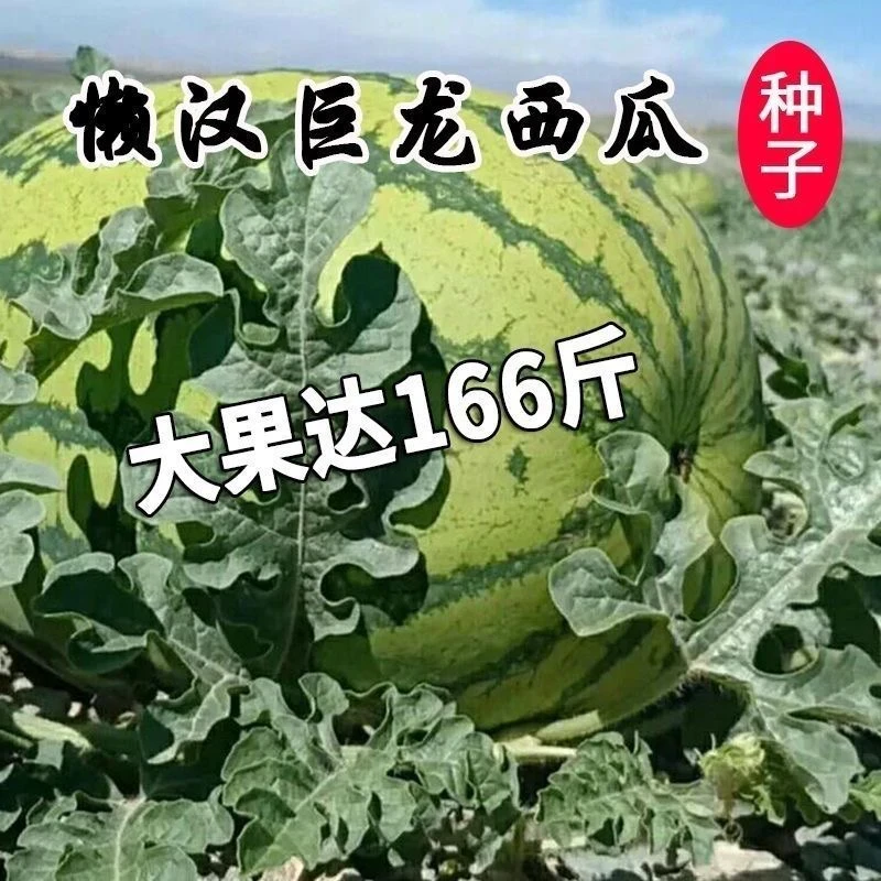(特大西瓜种子)高产甜早熟四季播特大无籽农科院特大水果西瓜子籽