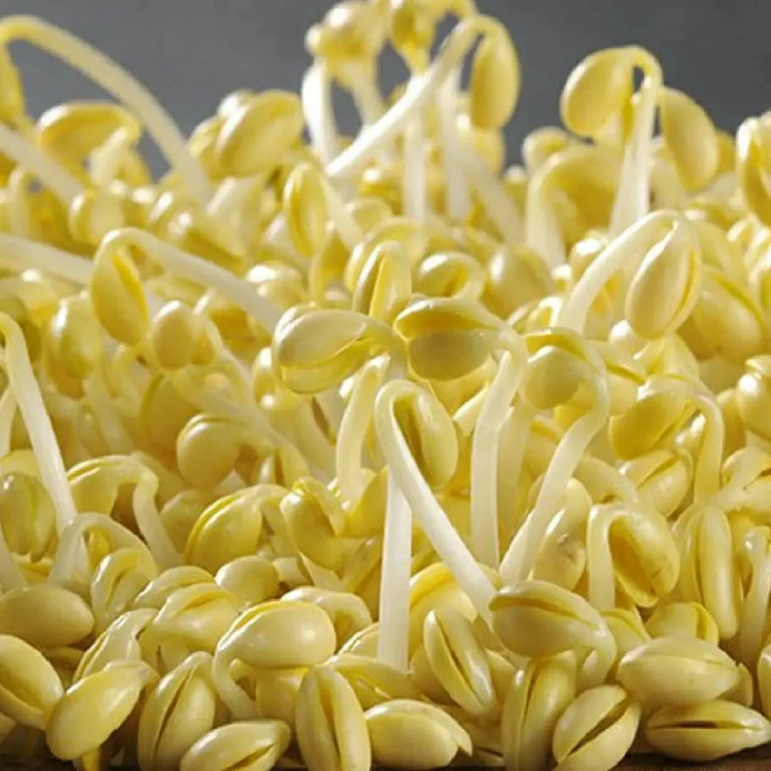 贵州遵义农家小黄豆，豆芽