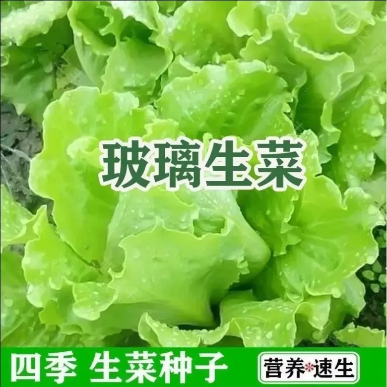 玻璃生菜种子种籽四季沙拉小白菜阳台菜籽盆栽蔬菜孑菜种春季籽种