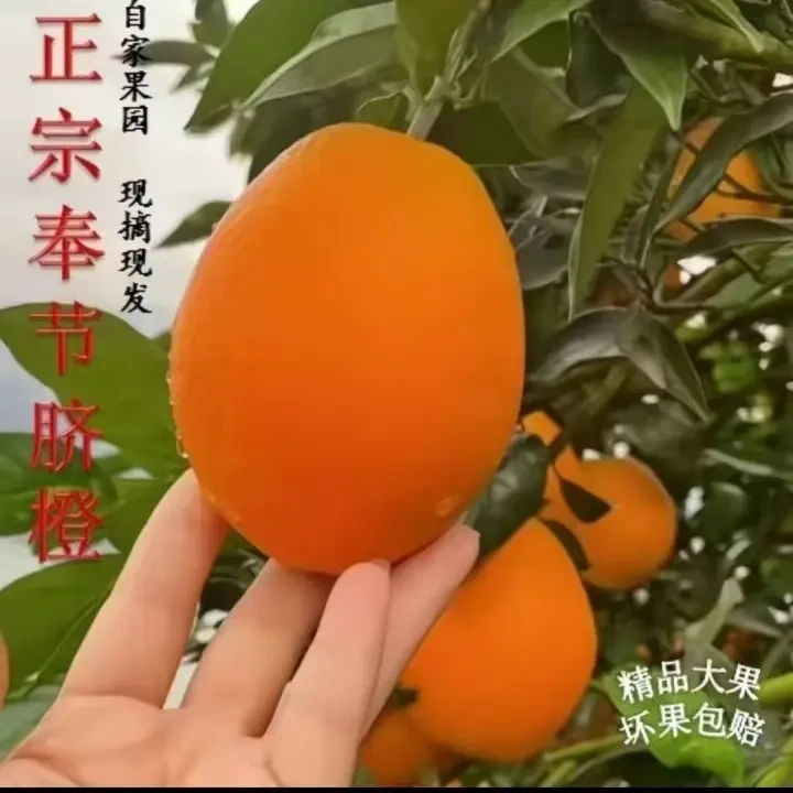 正宗奉节脐橙新鲜现摘应季水果产地直发多汁香甜水果
