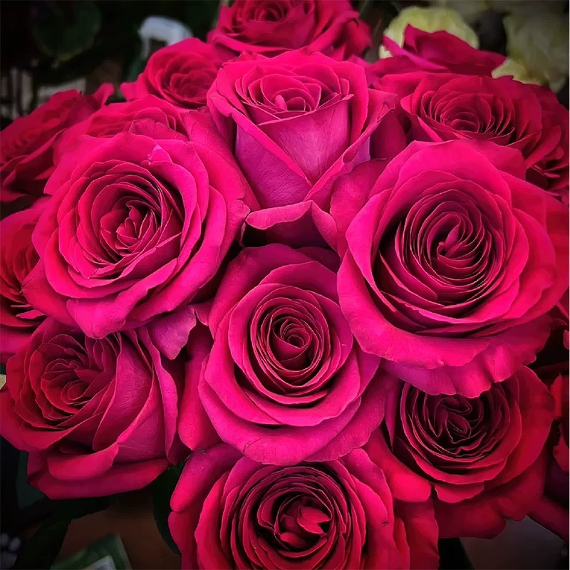 弗洛伊德月季 Schreurs 灌木大花浓香 桃红色 别名粉色梦境月季