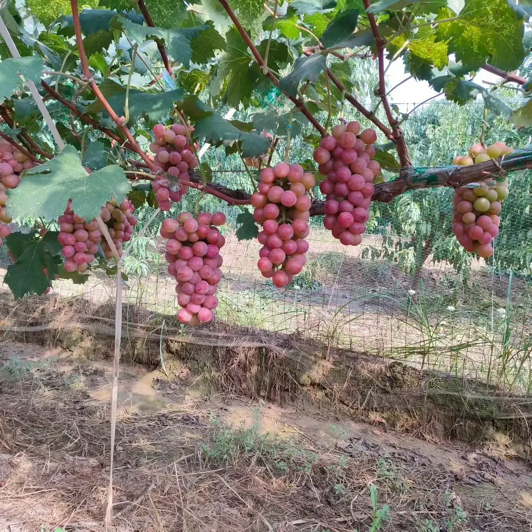 无籽葡萄新鲜多汁香甜可口当季水果