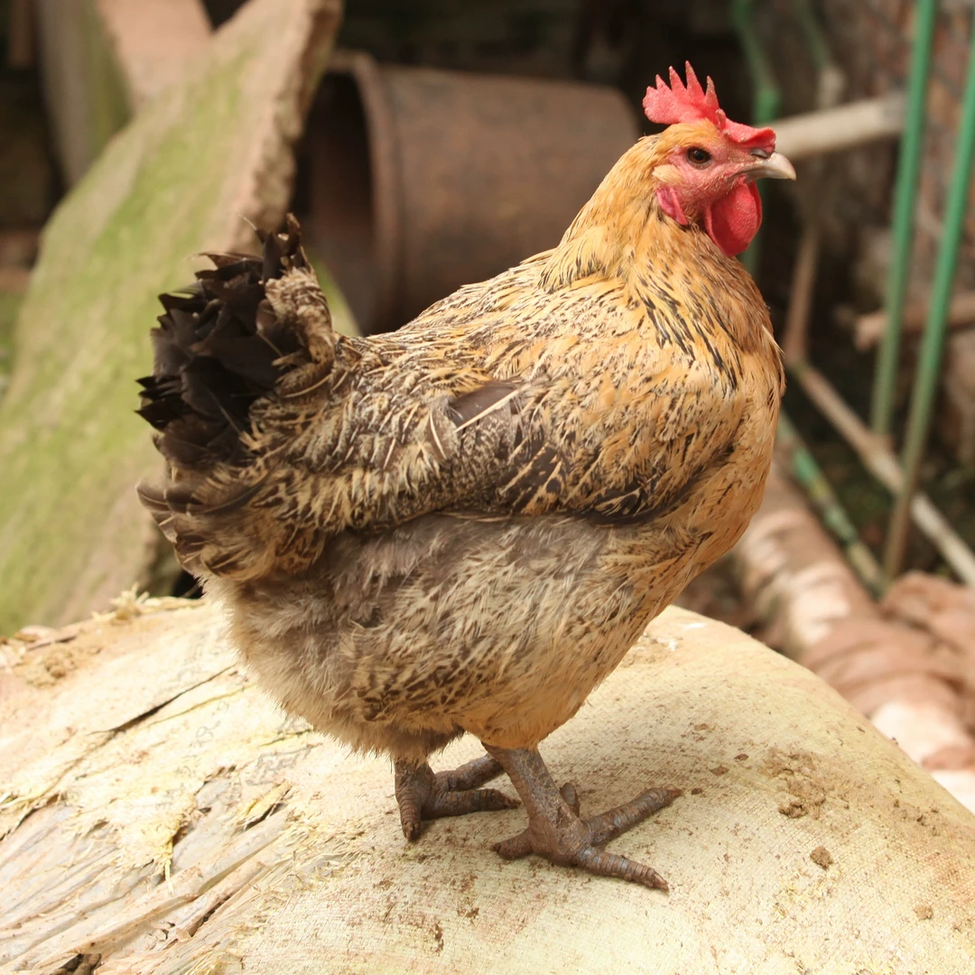 成品发酵床养鸡垫料告别铲屎鹌鹑鸡鸭鹅鹦鹉宠物垫料防臭分解大便