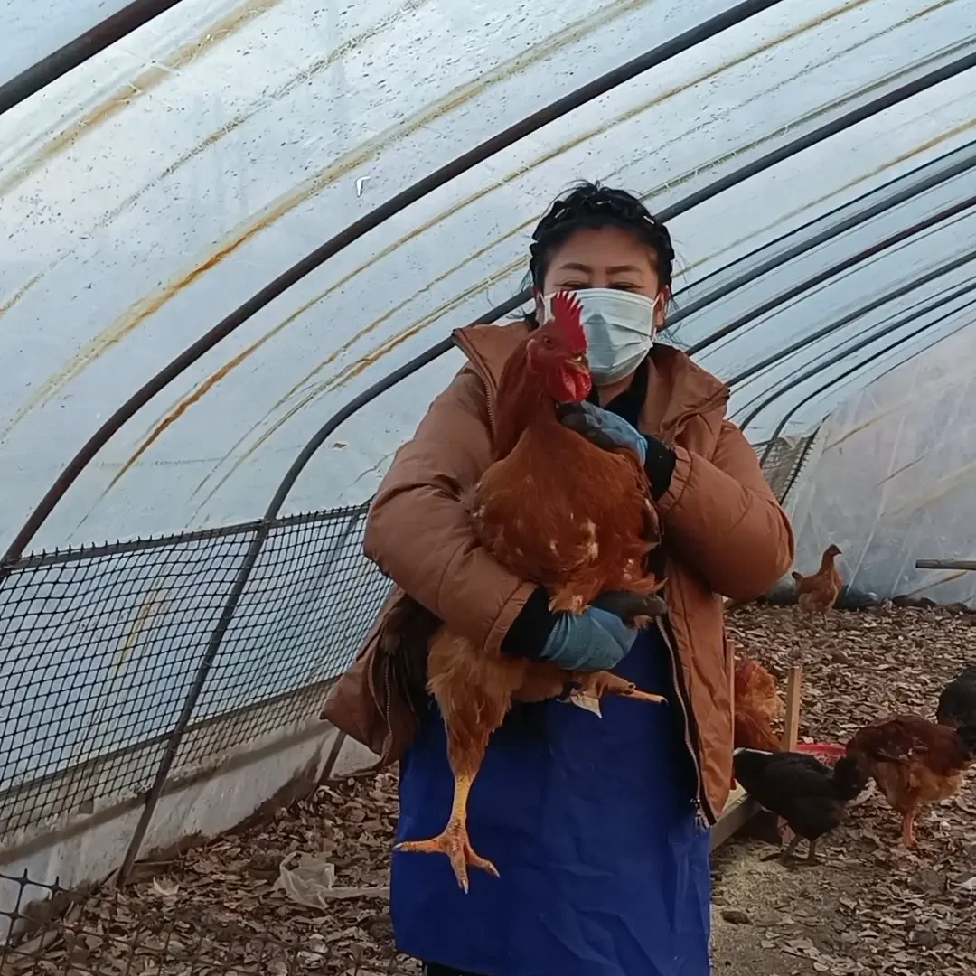 农村散养小笨鸡，黑爪公鸡