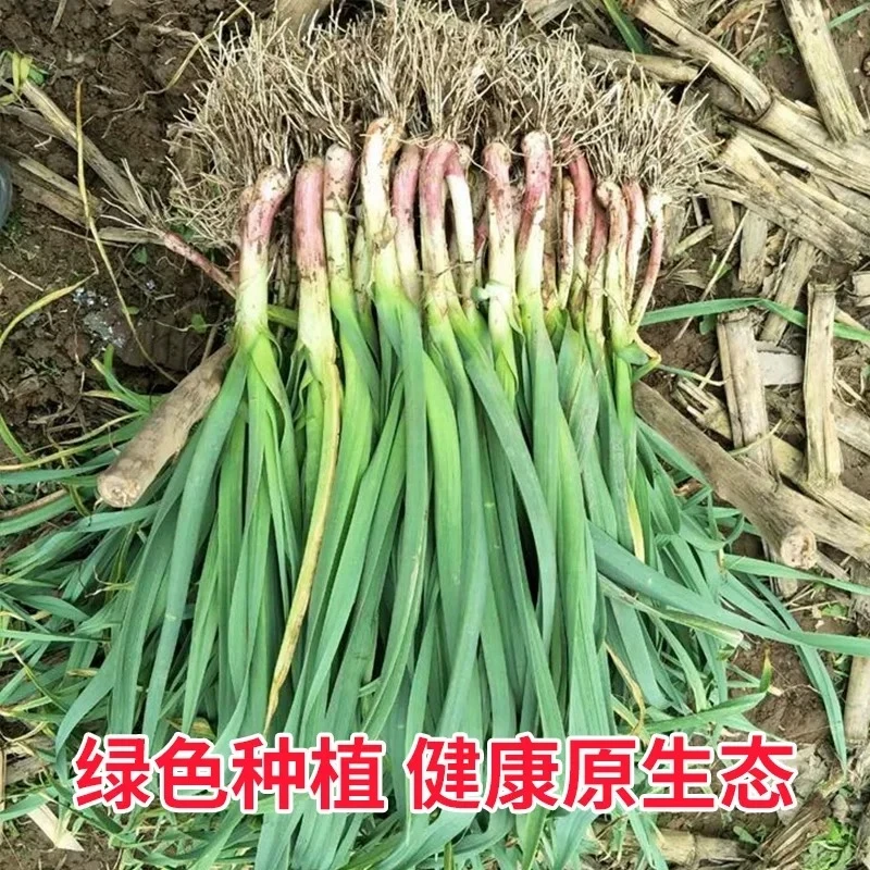 【放心蒜叶】黄山本地大蒜叶农村自种红皮蒜露天种植新鲜大蒜苗现挖