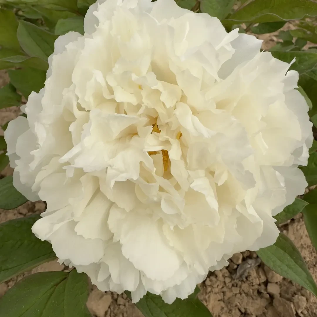 （白雪公主）重瓣大花室内庭院基地直发牡丹花包对版花卉