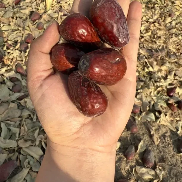 新疆原生态和田大枣无清洗无加工试吃