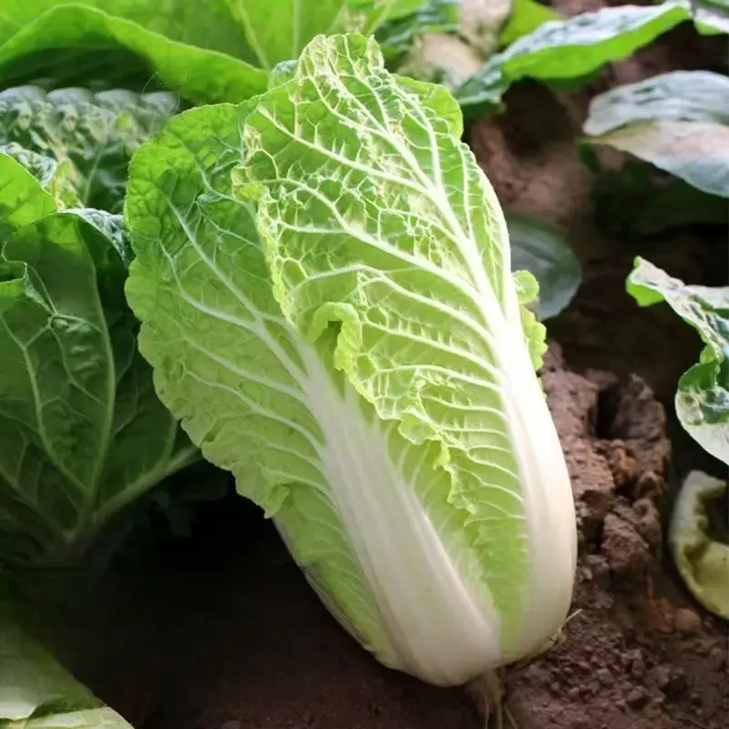 【夏阳白菜种子】四季种植盆栽地栽阳台小院种植