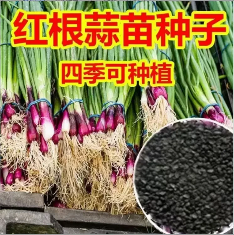 【红根蒜苗种子】红根香蒜硬叶蒜苗一年四季三茬（彩色大包装）