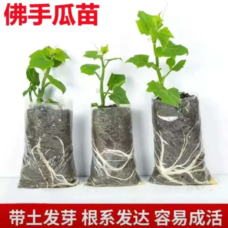 高产佛手瓜种苗秧苗蔬菜苗种子庭院田园盆栽幼苗爬藤四季好养瓜苗