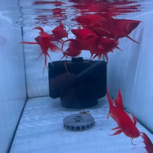 大燕尾种鱼种鱼种鱼重要的是说三遍，母鱼尽量给带孕的，