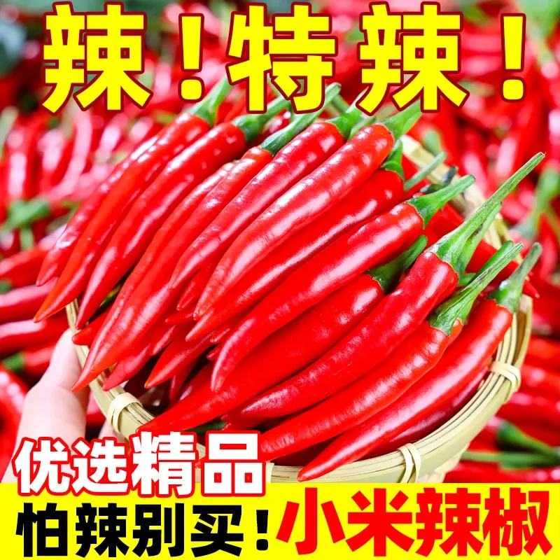 【魔鬼辣特辣】新鲜现摘特辣小米辣魔鬼椒餐饮调味的红辣椒蔬菜