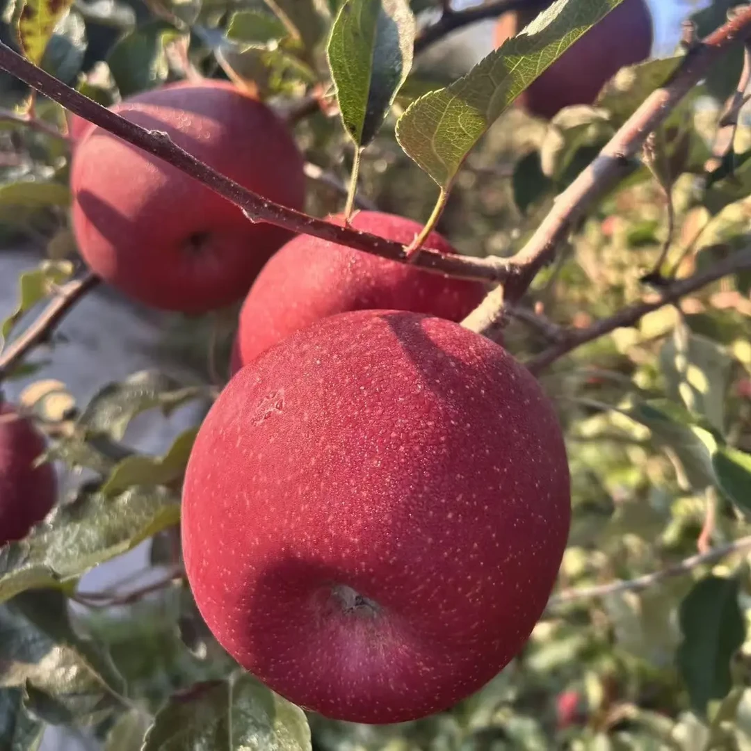 云南昭通特产红富士苹果脆甜可口果香浓郁营养丰富云南丑苹果昭通