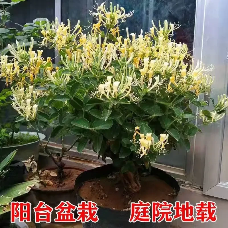 四季金银花树形盆栽庭院阳台绿植爬藤花卉可泡茶