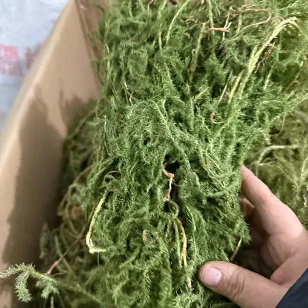 贵州大山深处的伸筋草