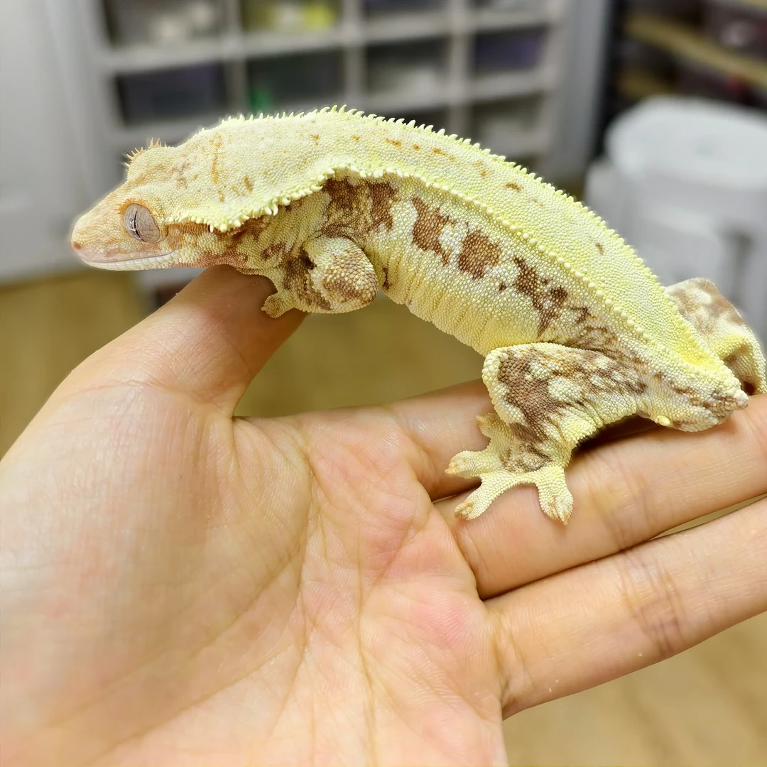 睫角守宫可爱桌面宠物温顺适合新手方便饲养的爬宠