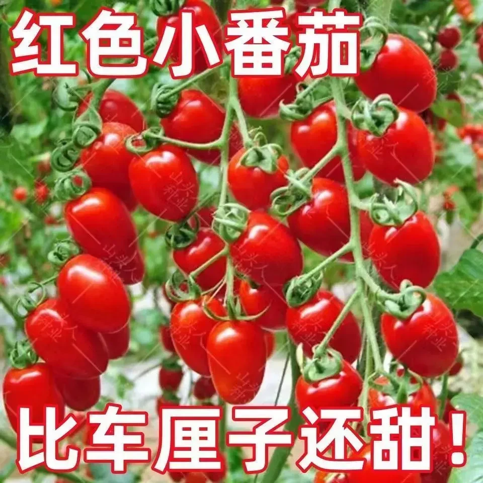 小果甜红新品种简装易种矮生阳台专用西红柿种子圣女果四季
