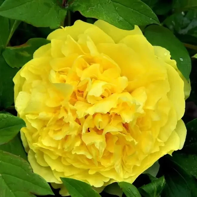 （金晃）牡丹重瓣大花室内庭院基地直发牡丹好养