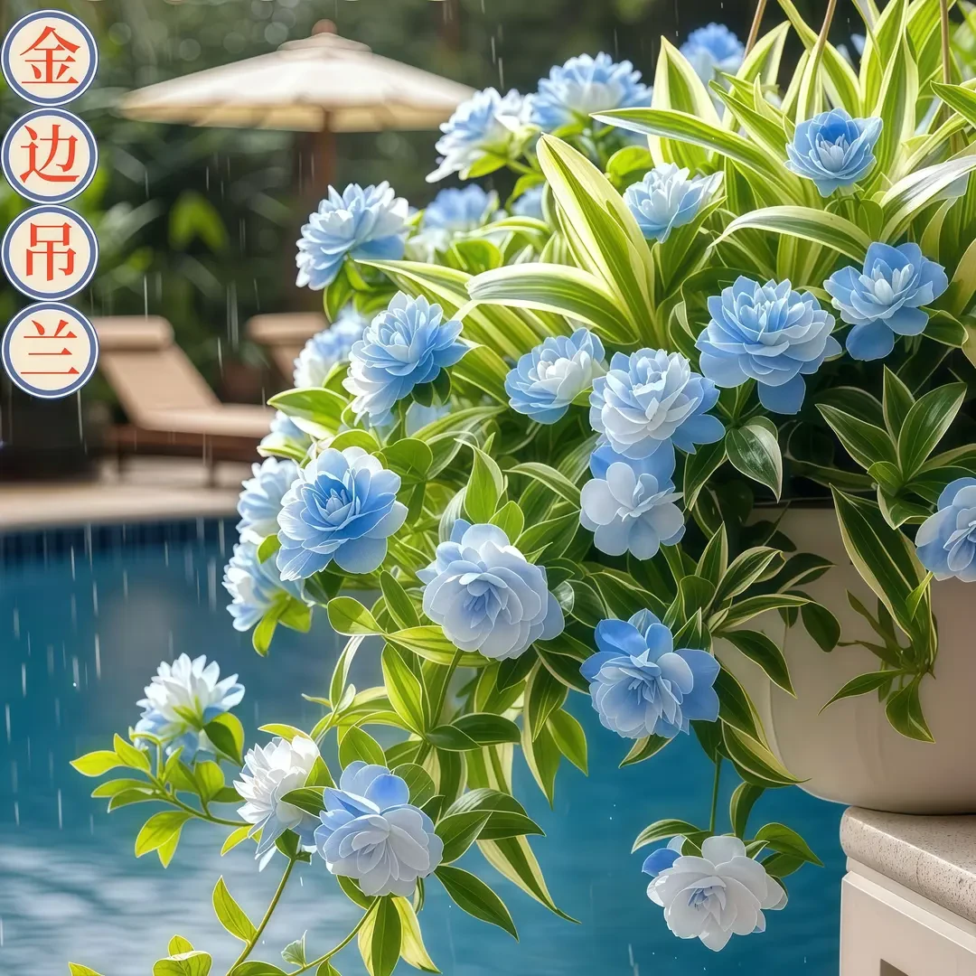 【四季开花】新品金边大花吊兰驱蚊四季开花大花浓香型花卉盆栽好养