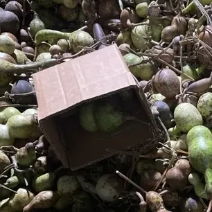 30一铲葫芦不退不换 看好下单