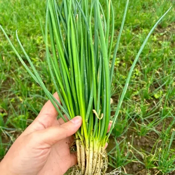 贵州农家 小香葱