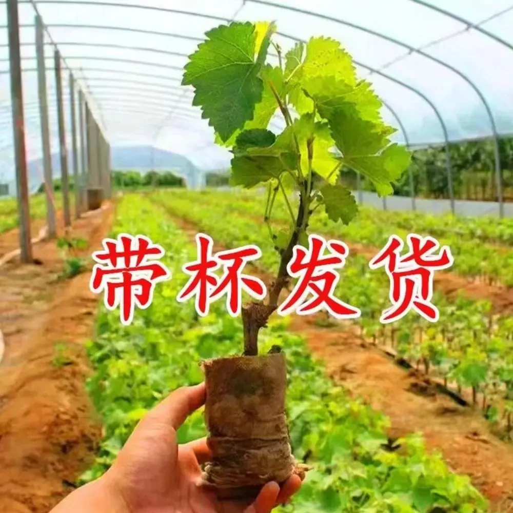 云南阳光玫瑰葡萄巨峰蓝宝石葡萄树苗盆栽果树苗南北方种植葡萄苖
