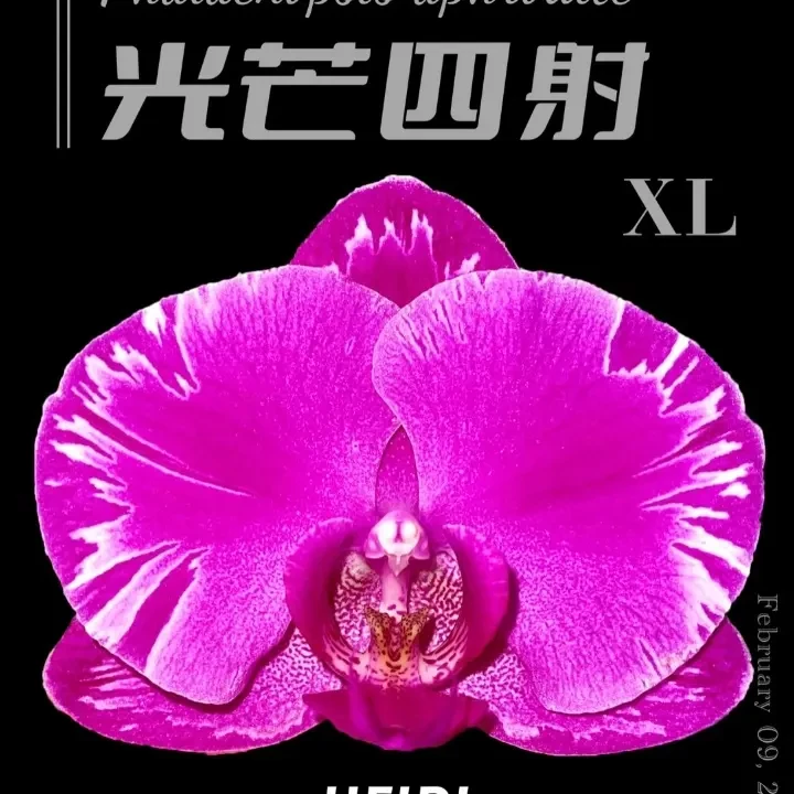 【光芒四射】大苗带花剑，爆根，大花型带闪电边年宵花