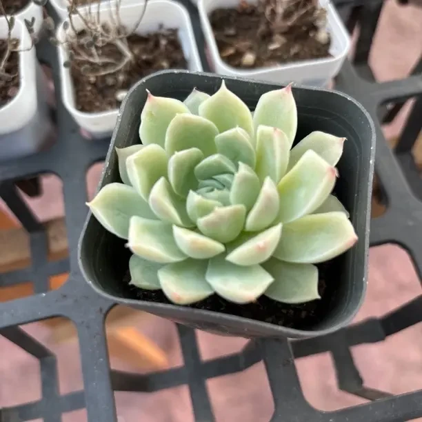 精品多肉组合装适合室内养殖的花卉盆栽