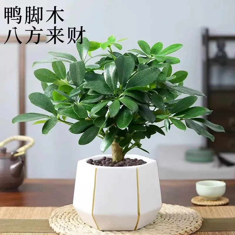 八方来财七叶莲盆栽室内花卉鸭脚木绿植四季常青净化空气招财植物