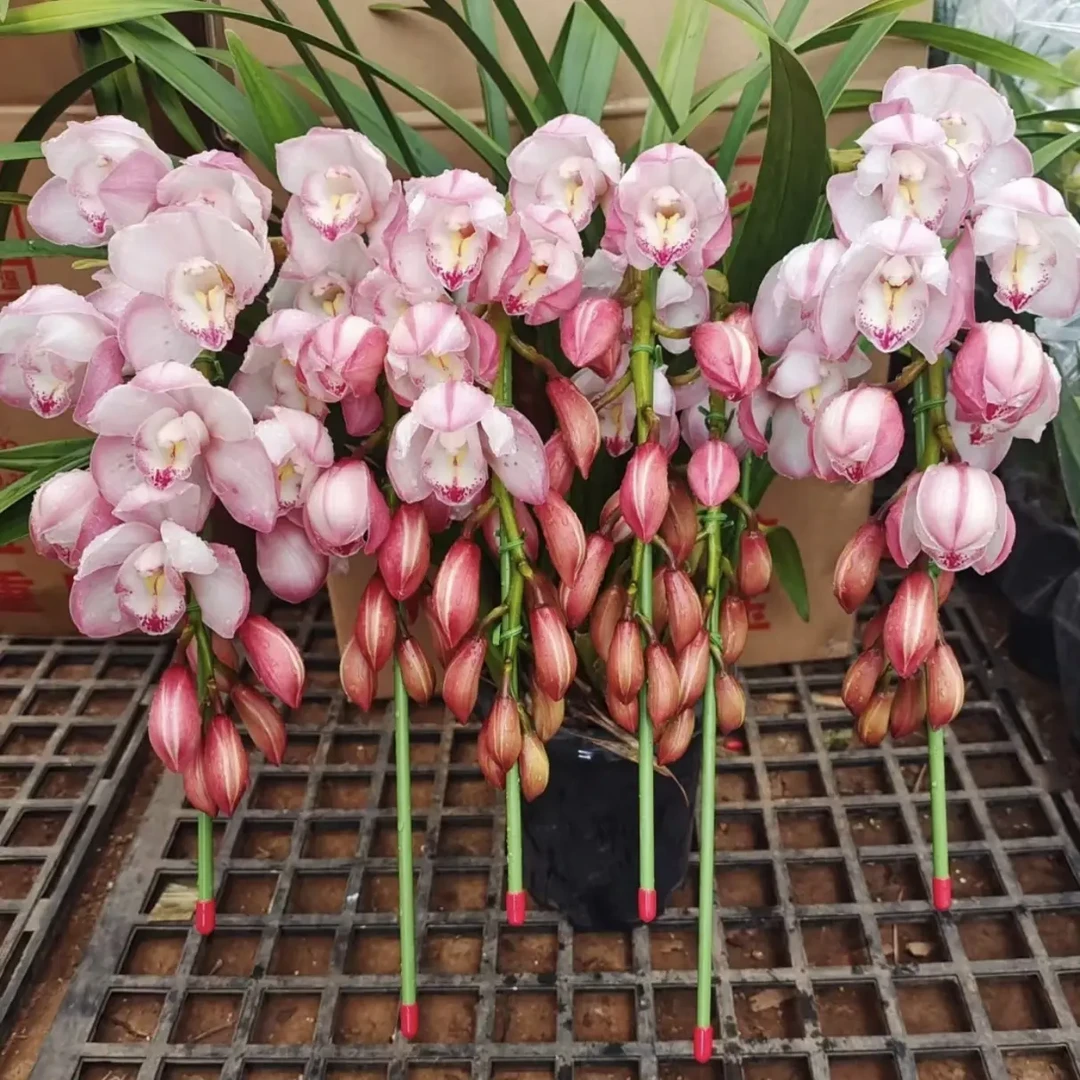 高端粉色拱兰【爱恋】A级苗年宵花室内花卉盆栽好养活花期长