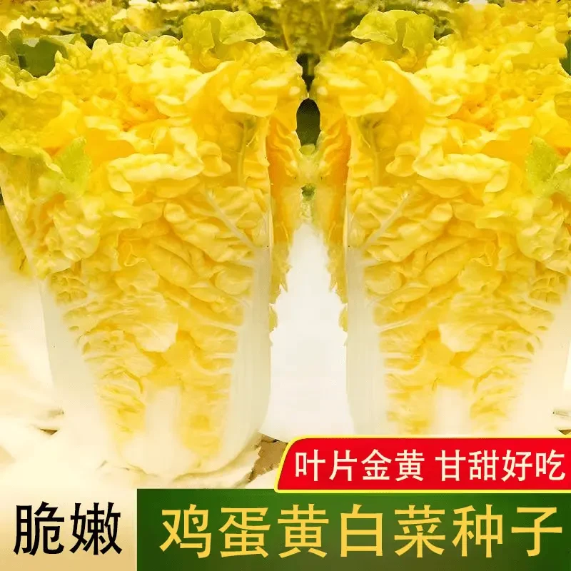 黄心大白菜种子 北京小杂早熟包心大白菜种子春秋播种高产