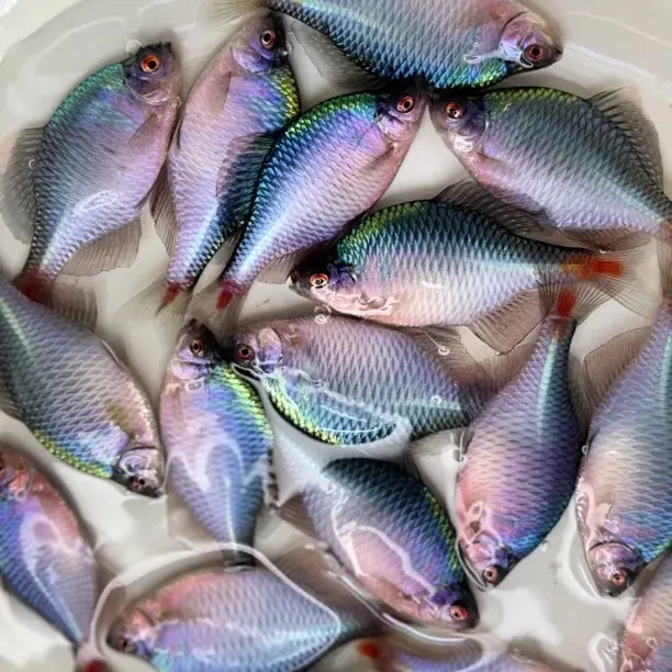 七彩鳑鲏鱼小型原生冷水观赏鱼好养耐活可除藻除油膜