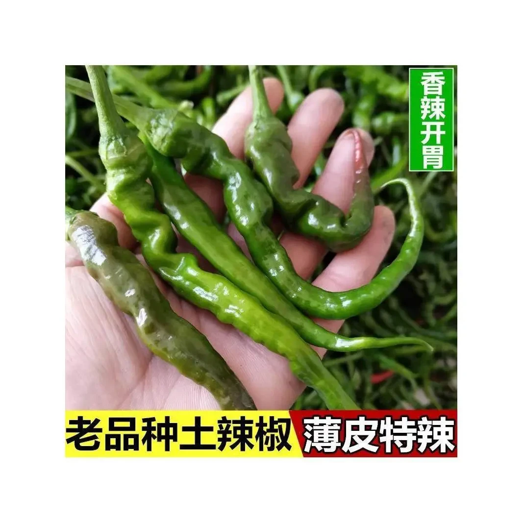 本地土辣椒苗带土秧苗特辣老品种湖南湖北四川农村乡下农家樟树港