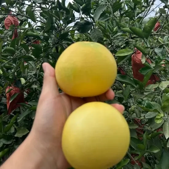 福建平和新鲜红心蜜柚皮薄肉厚多汁当季水果