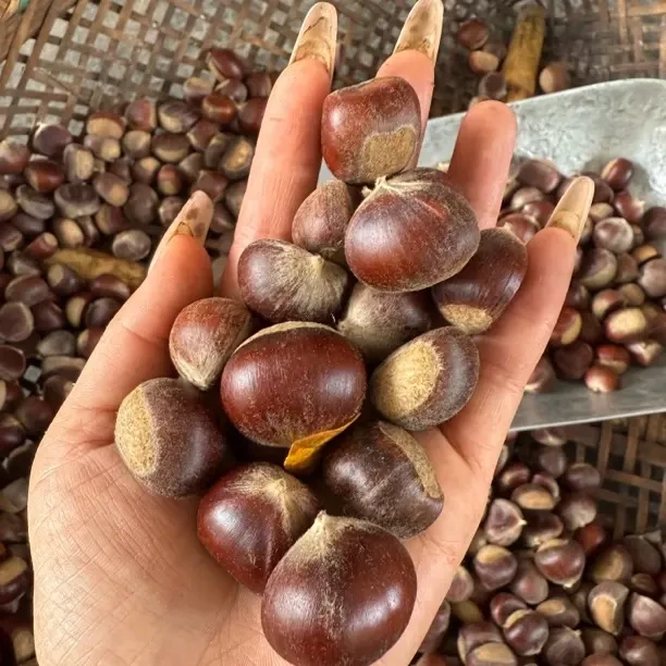 新鲜正宗高山生板栗香甜粉糯口感好