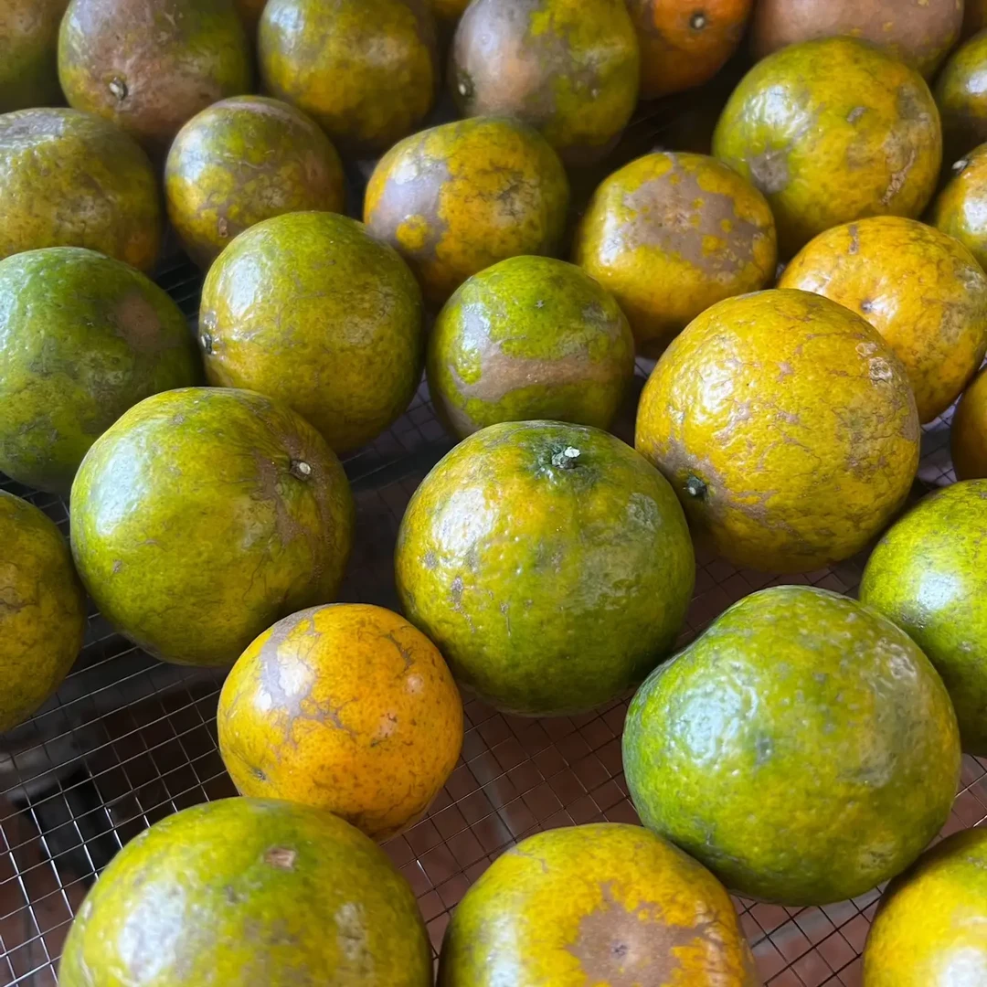 新会41年老树二红皮自然干仓正宗柑皮细种油身