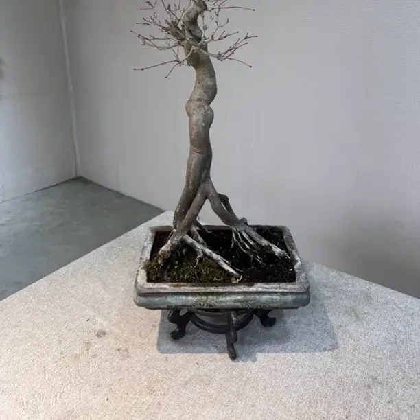 老桩枫树盆景直播间盆栽绿植