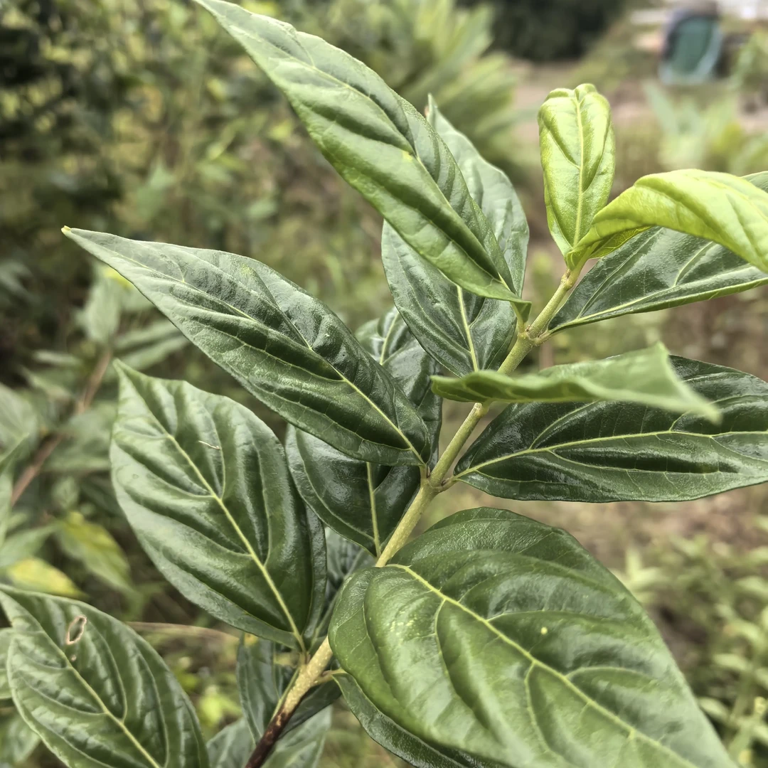 臭黄荆豆腐柴斑鸠树叶自制凉粉翡翠绿豆腐美味可口传统美食