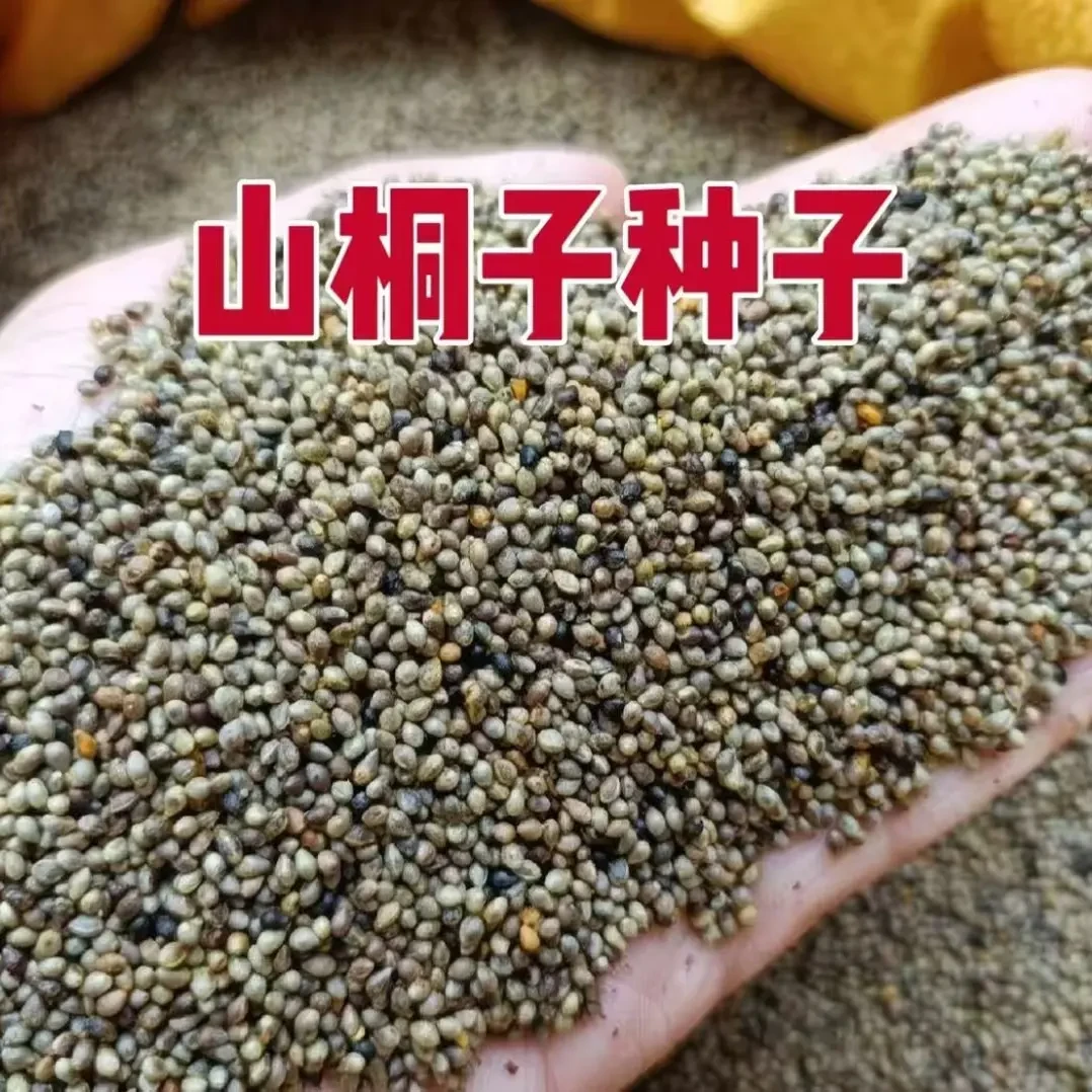 【山桐种子十斤】毛叶山桐子种子新种子