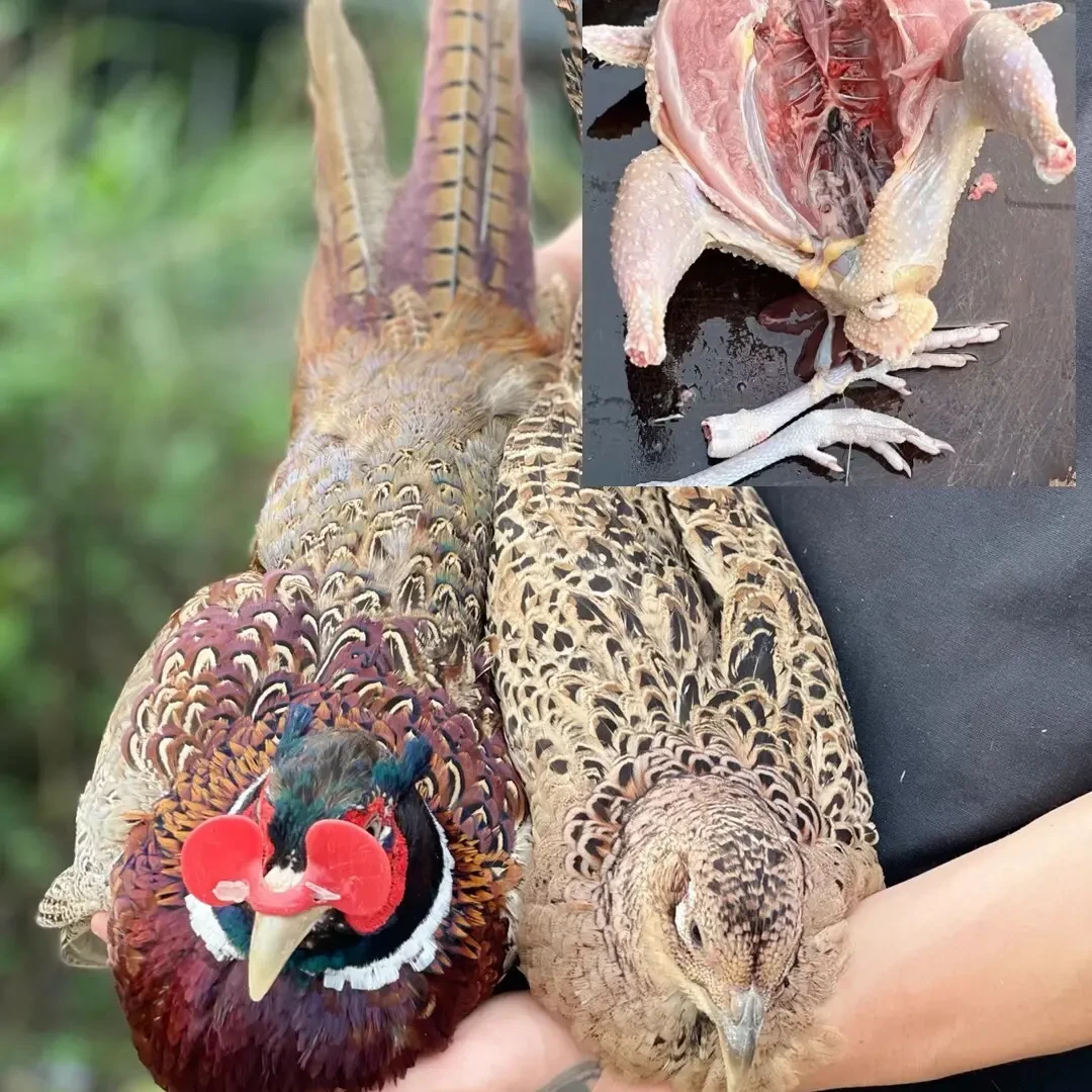 （一公两母）顺丰包邮吃五谷杂粮的大山散养七彩山鸡