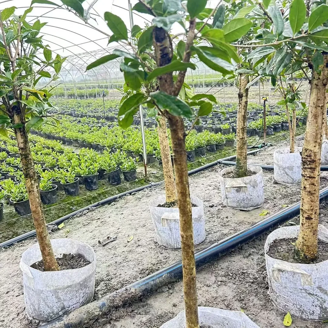 嫁接桂花脱盆邮寄花卉植物