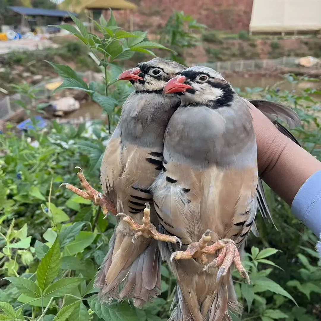 (云禾专属)农家散养咕咕鸡呱呱鸡小飞龙整鸡京东包邮