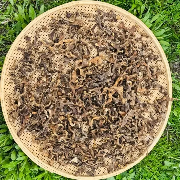 西藏特产深山（鸡头精）煲汤泡酒专用款 一蒸一晒