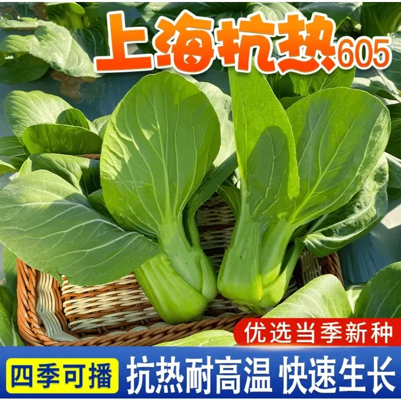 绿娜青梗菜抗热青菜种子夏季耐热阳台蔬菜