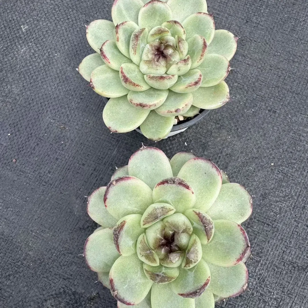 8-10厘米脱土发货多肉植物绿光森林