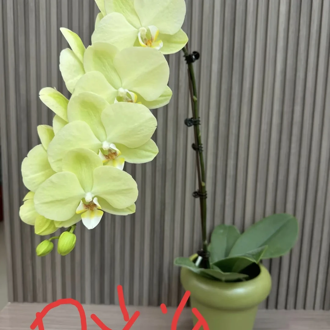 大花蝴蝶兰日光浴鲜花花苗盆栽