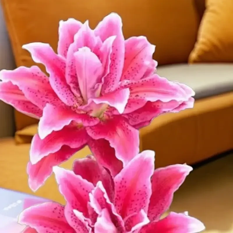 重瓣香水百合种球带芽盆栽室内外阳台四季开花多年生花卉种子多头