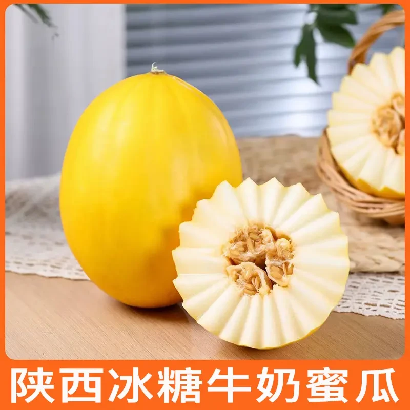 【包邮速发】陕西头茬金美人牛奶蜜瓜甜瓜金黄冰糖脆蜜瓜香甜可口