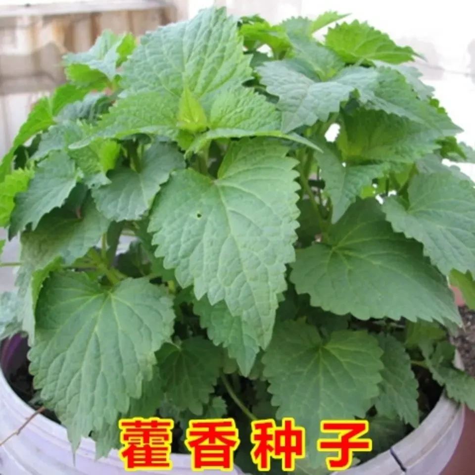【新疆包邮】藿香种子霍香正气香草种子大茴鱼香草阳台盆栽蔬菜籽